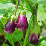 How to Grow Eggplant: Heat-Loving Harvests