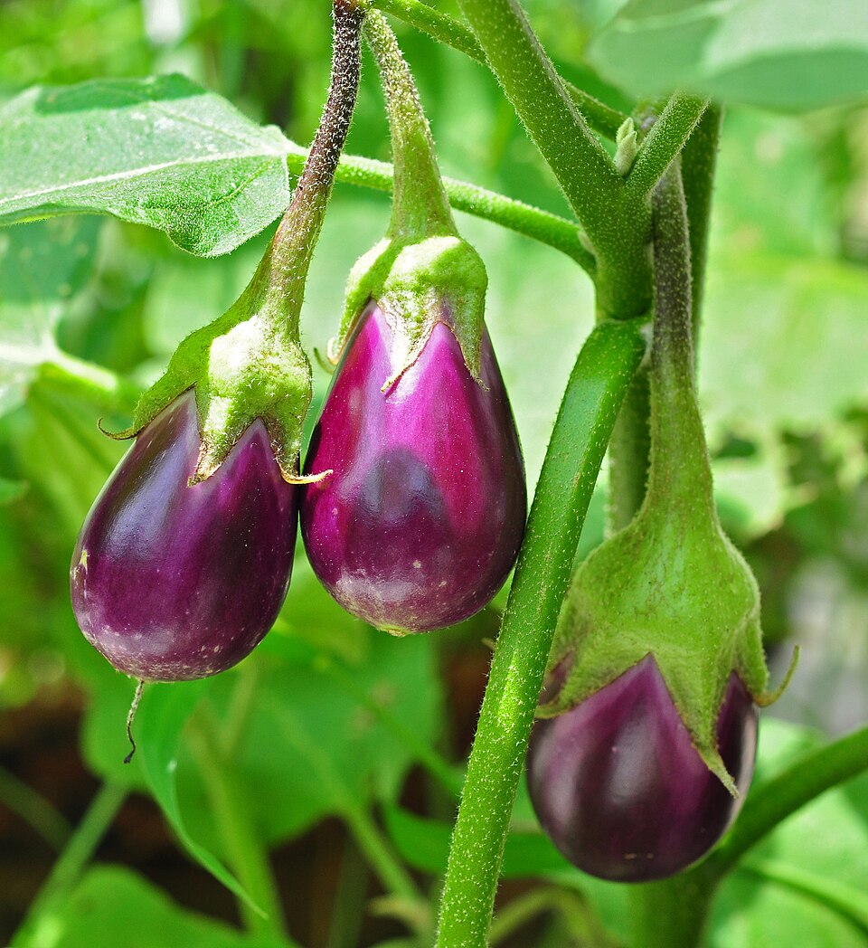 960px Solanum melongena 24 08 2012 28129