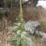 960px Starr 040723 0030 Verbascum thapsus