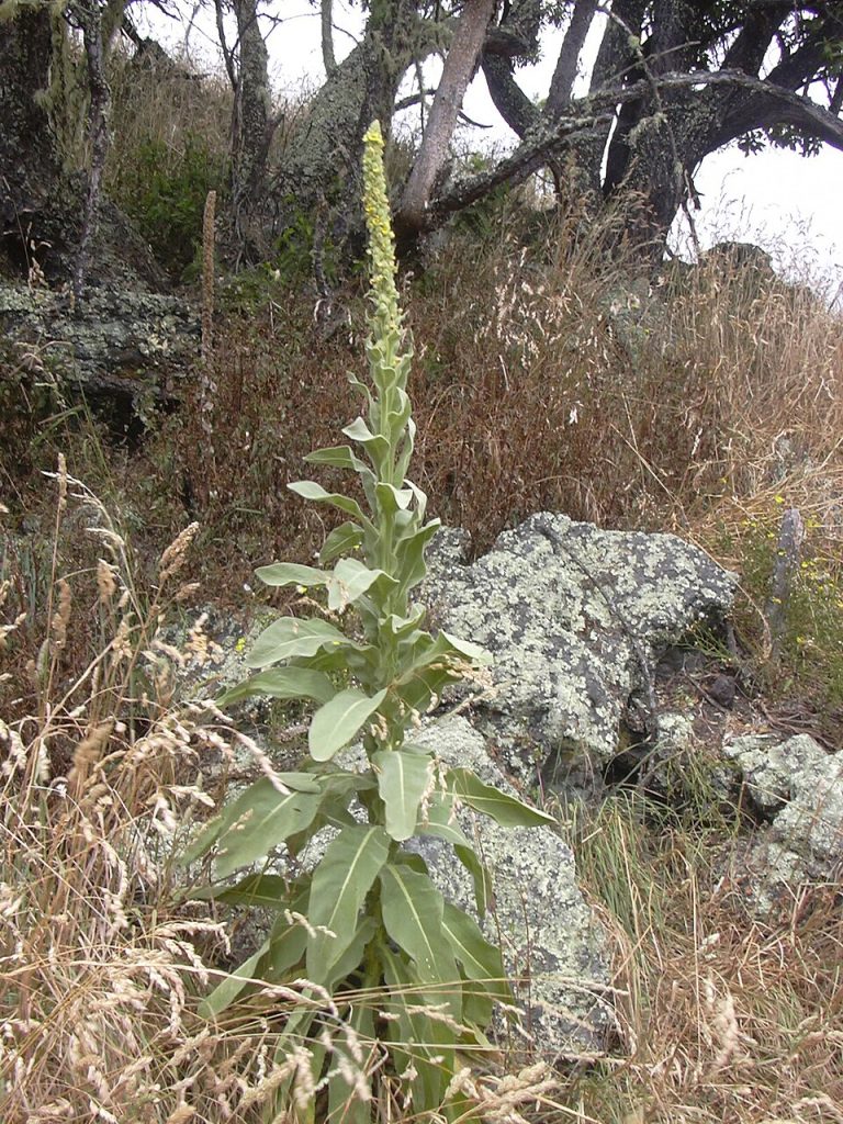 how to grow mullein