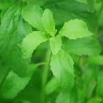 960px Stevia plant