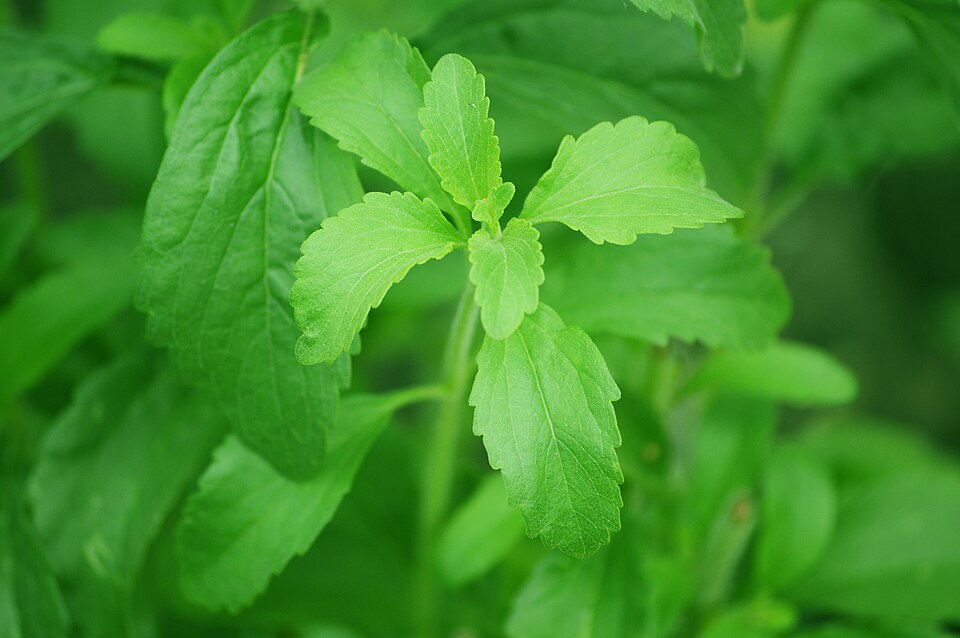 960px Stevia plant