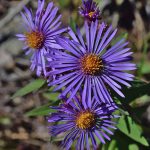 960px Symphyotrichum novae angliae3