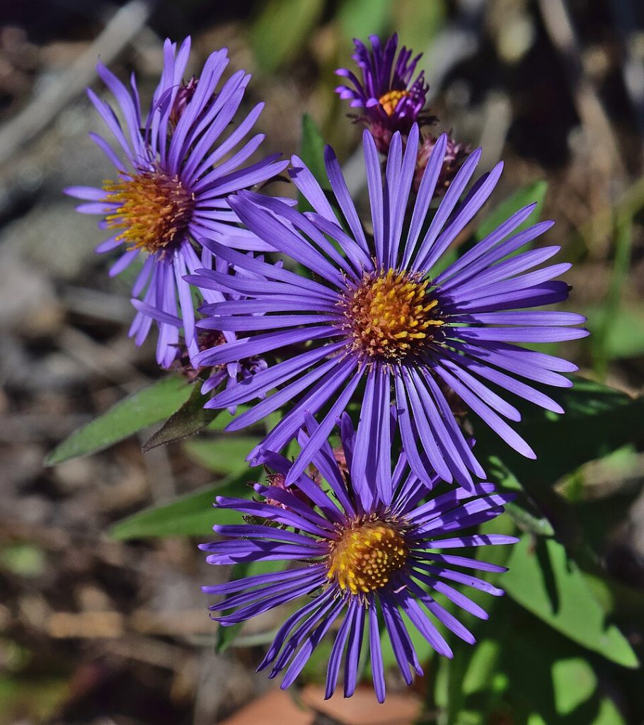 how to grow new england asters