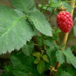 How to Grow Tayberries: Bramble Guide
