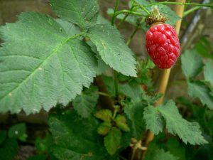 How to Grow Tayberries: Bramble Guide