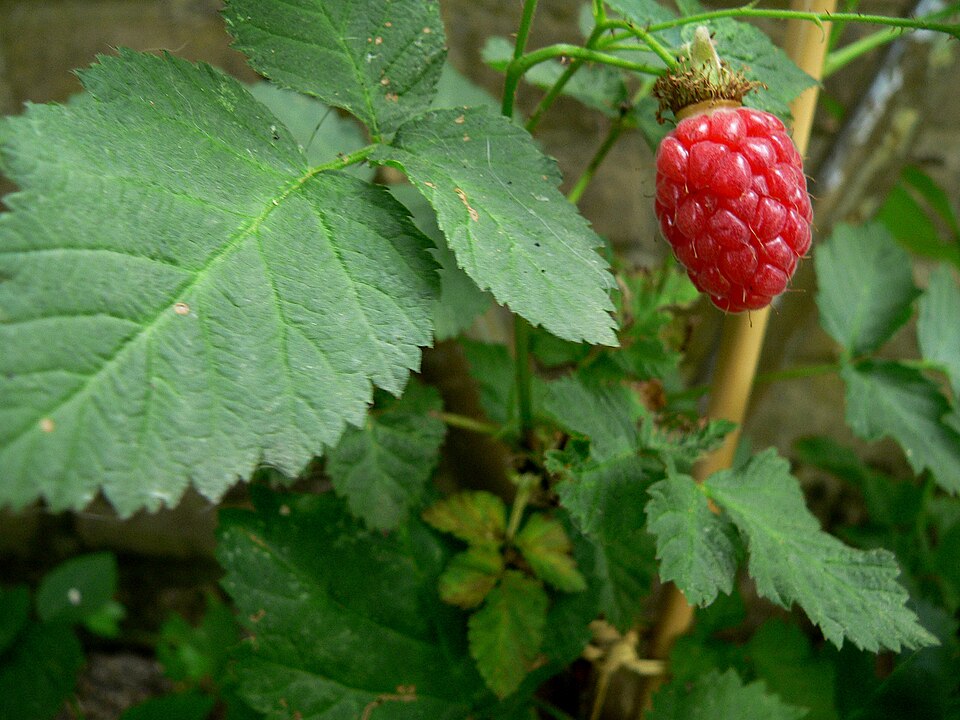 960px Tayberry