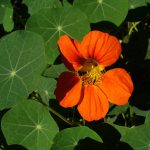 How to Grow Nasturtiums: Edible Flowers