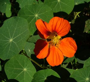 How to Grow Nasturtiums: Edible Flowers