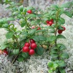 How to Grow Lingonberries: Cool Guide