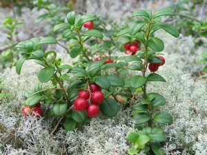 How to Grow Lingonberries: Cool Guide
