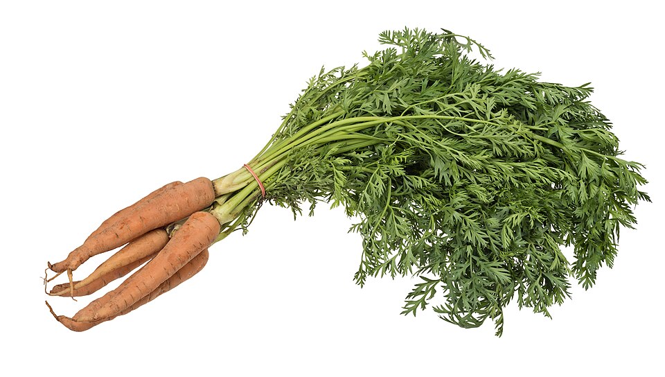 960px Vegetable Carrot Bundle wStalks