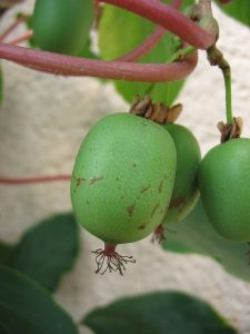 How to Grow Hardy Kiwi: USA Vine Guide