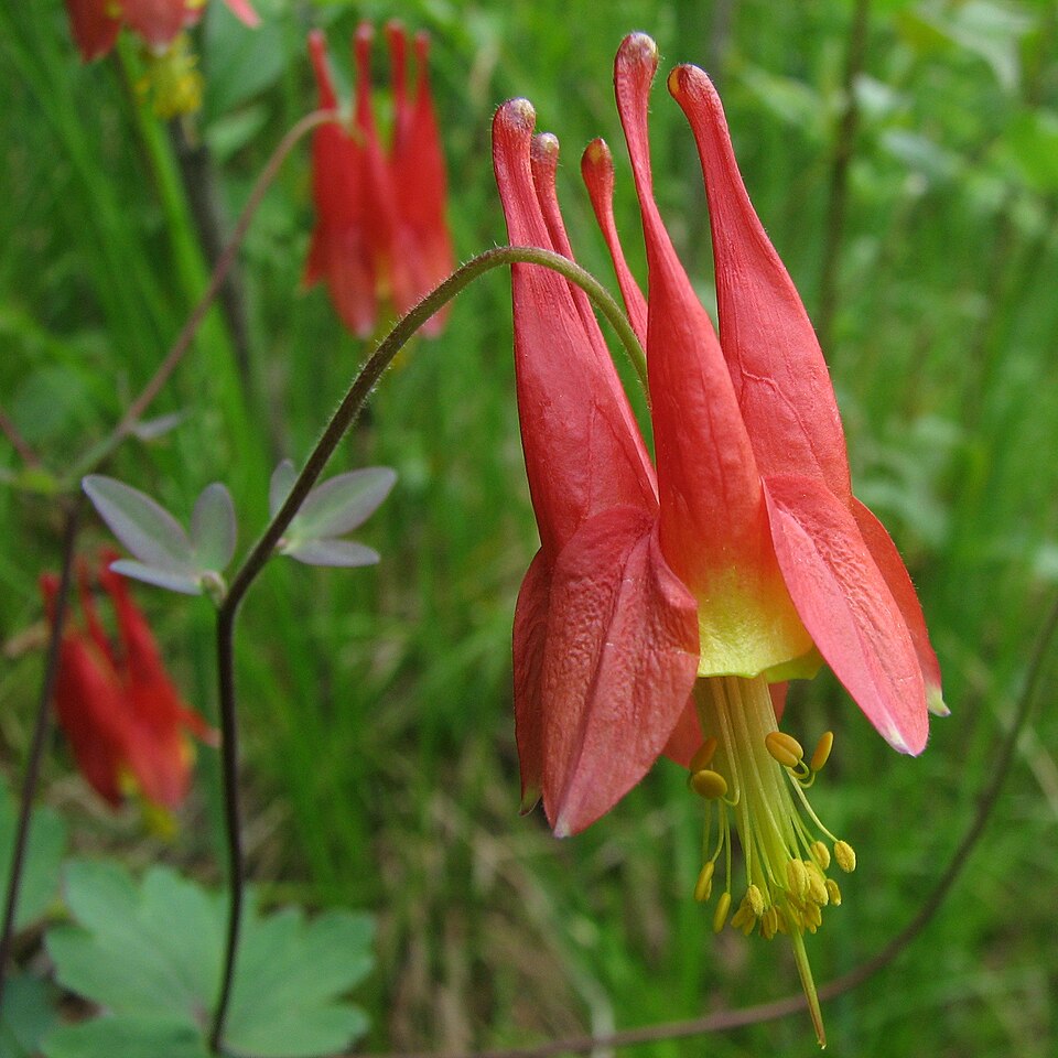 960px Wild Columbine