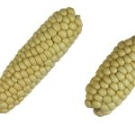 How to Grow Sweet Corn: Backyard Guide