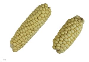 How to Grow Sweet Corn: Backyard Guide