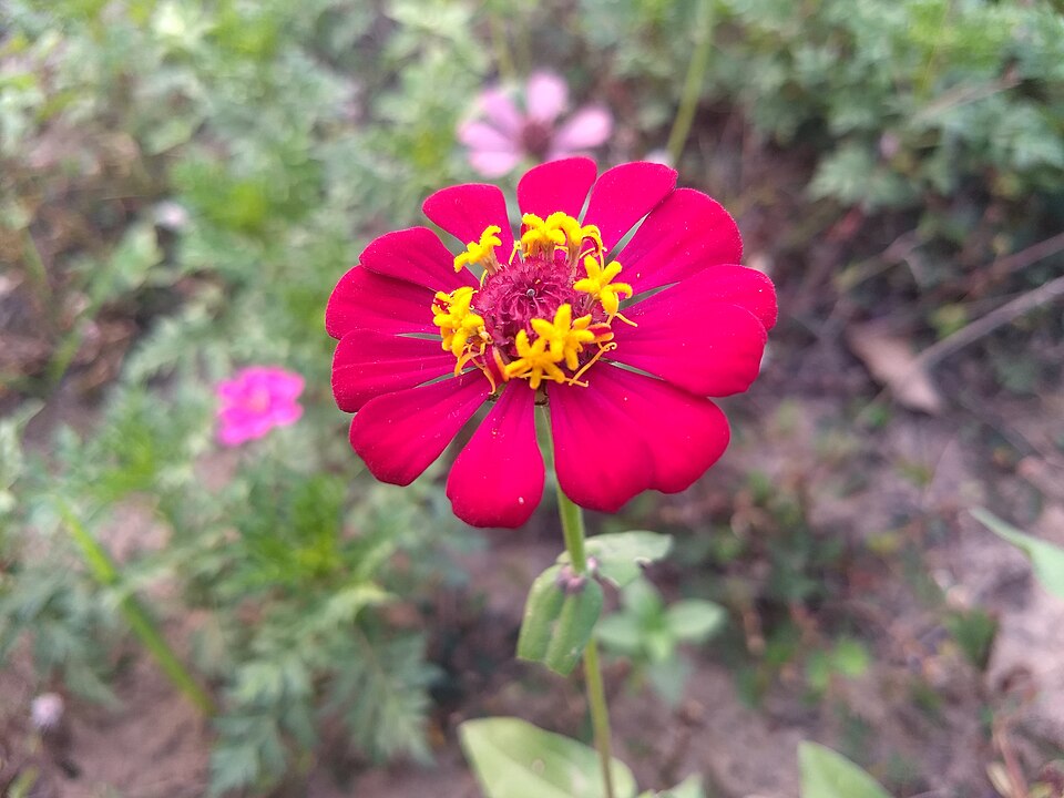 960px Zinnia single layer and 12 Petals 2