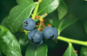 How to Grow Blueberries in Acidic Soil