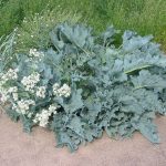 Crambe Maritima Estonia