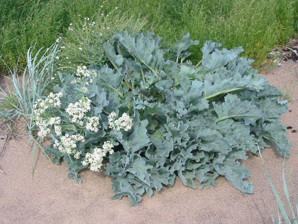 Crambe Maritima Estonia