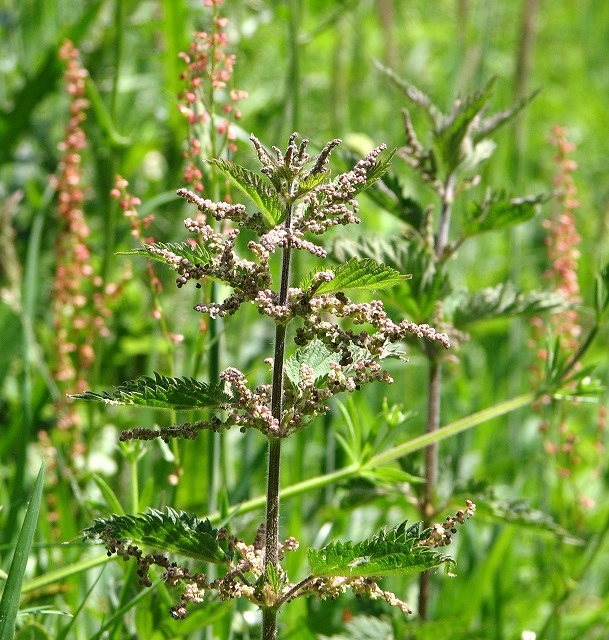 Fen nettle 28Urtica dioica ssp. galeopsifolia29 geograph.org .uk 5423125