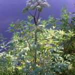 How to Grow Angelica: A Bold Herb Guide