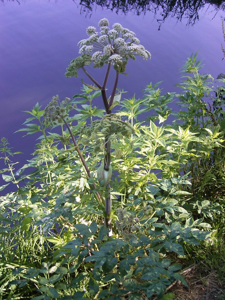 how to grow angelica