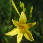 Hemerocallis lilioasphodelus