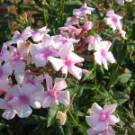 How to Grow Garden Phlox: A USA Guide