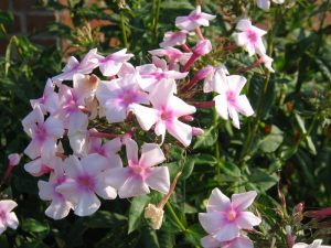How to Grow Garden Phlox: A USA Guide