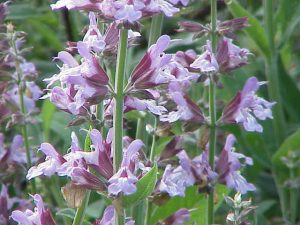 How to Grow Sage: A Hardy Perennial Herb