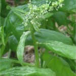 Spinacia oleracea Spinazie bloeiend