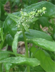 How to Grow Spinach: Step-by-Step USA Guide