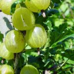 Stachelbeeren