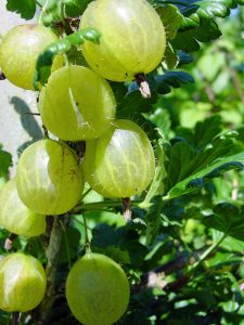 How to Grow Gooseberries: Complete Home Guide