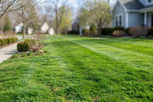 Pre Emergent Weed Killer Application Timing Guide