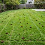 Lawn Aeration vs Dethatching: Which One Comes First?