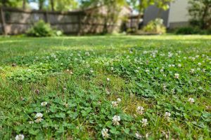 How to Kill Clover Without Killing Grass