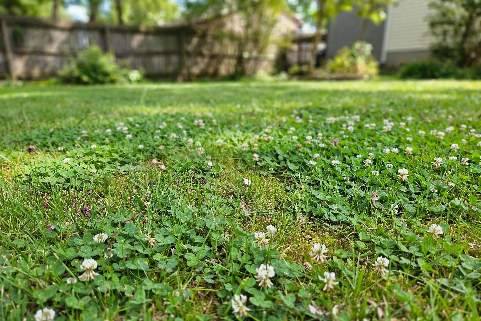 how to kill clover without killing grass: Close view of clover leaves spreading through green grass in a lawn