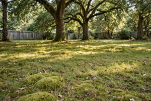 Best Moss Killer for Shaded Lawns: What Works and How to Use It