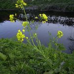330px Brassica rapa plant 2