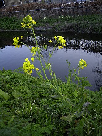 330px Brassica rapa plant 2